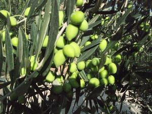奇迹油橄榄苗木