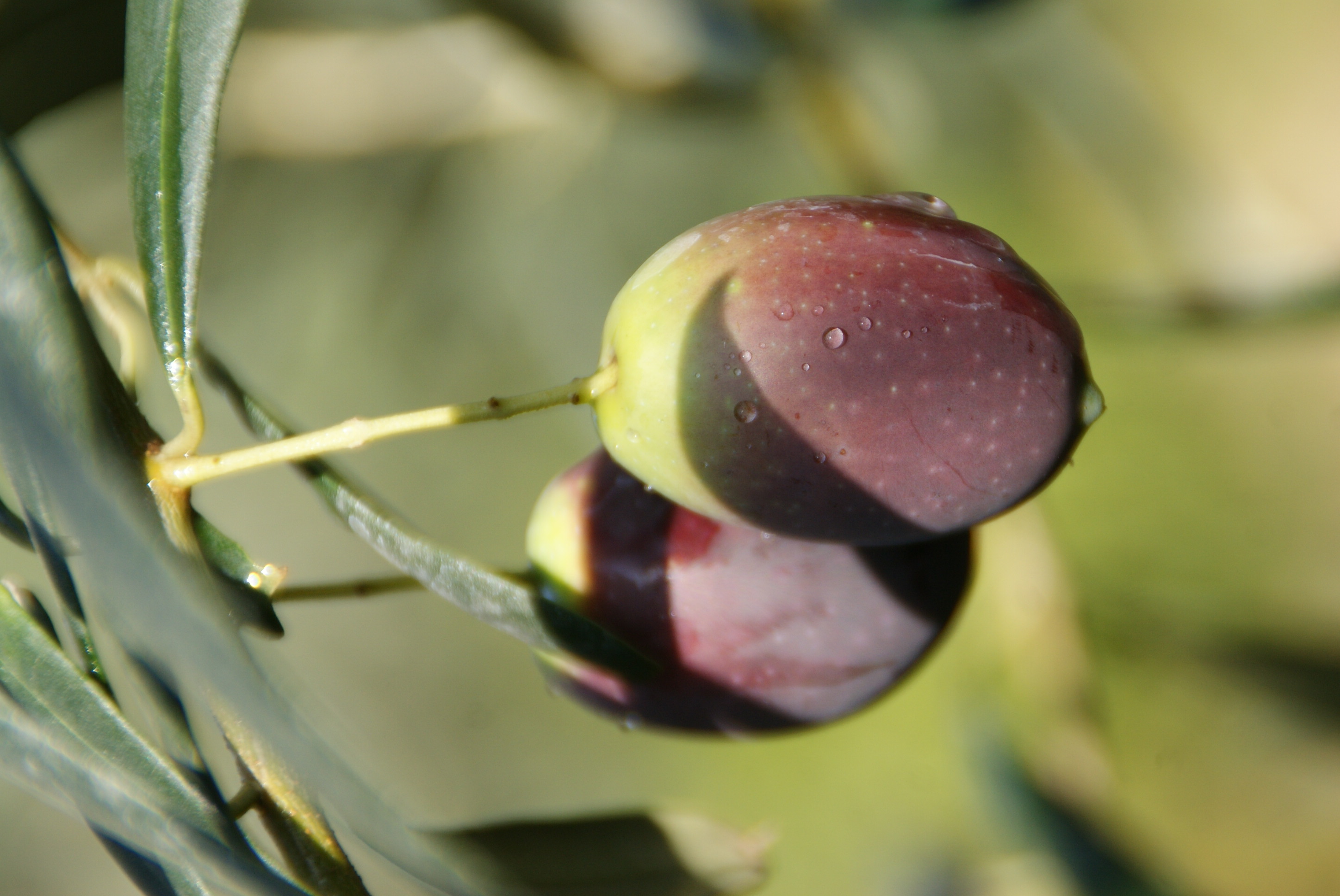 卡拉蒙--希臘著名果用油橄欖品種