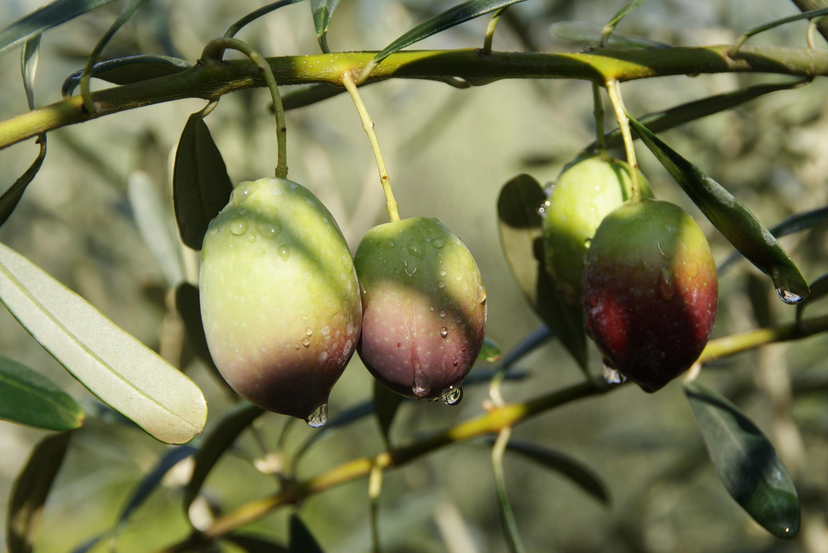 马托迪--希腊油果兼用油橄榄品种