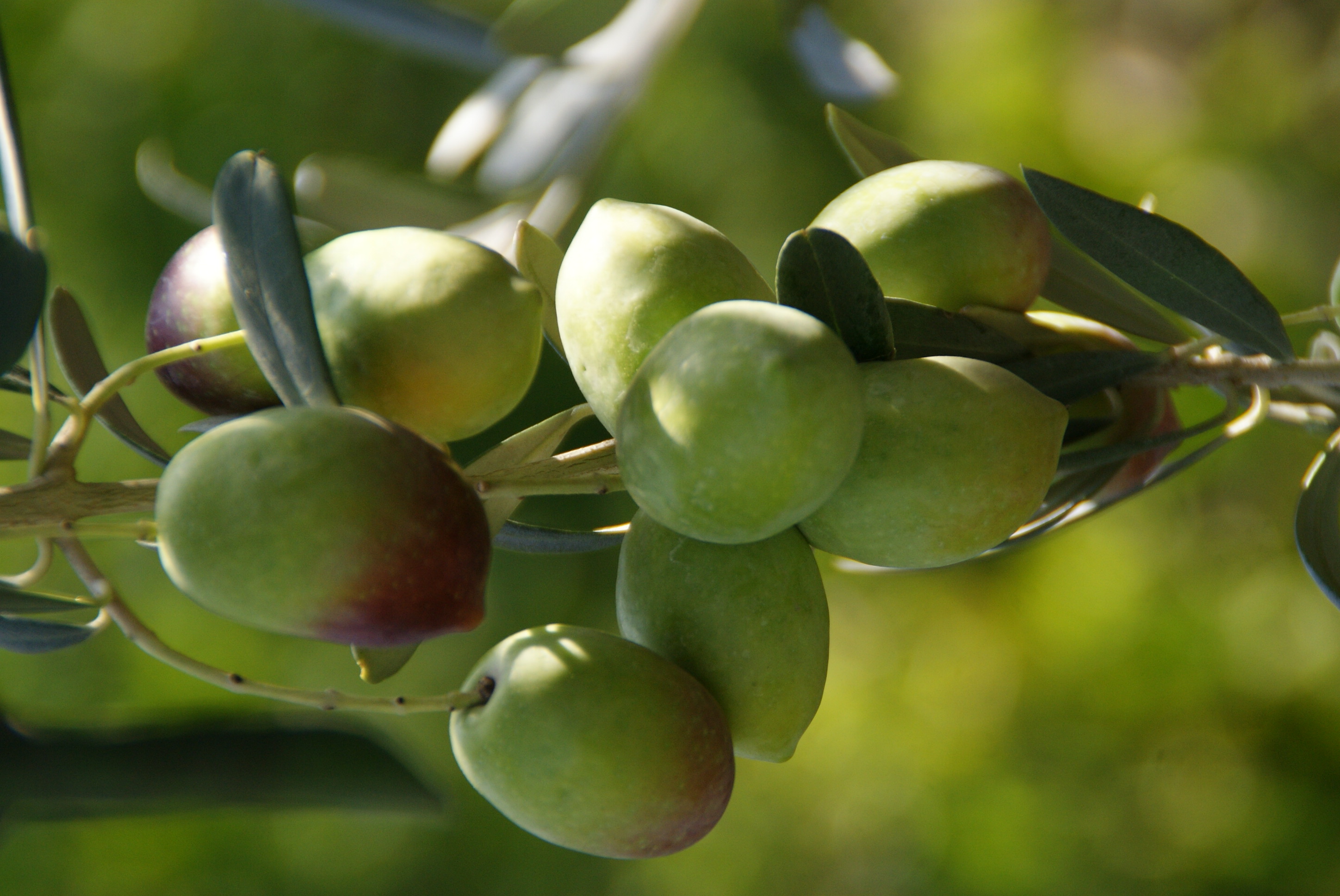白橄榄--油果兼用油橄榄品种苗木