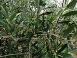 卡林-阿爾巴尼亞著名油果兼用油橄欖品種