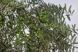 科拉蒂油橄欖樹苗
