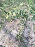 波里奥卡斯特利翁油橄榄品种---西班牙油橄榄良种苗木