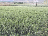 潘婷--希臘油橄欖油果兼用品種