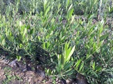 诺斯特拉勒瑞格利油橄榄品种--意大利翁布利亚引进油橄榄新品种