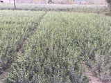中山24號油橄欖苗