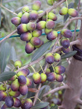 莱星油橄榄苗木