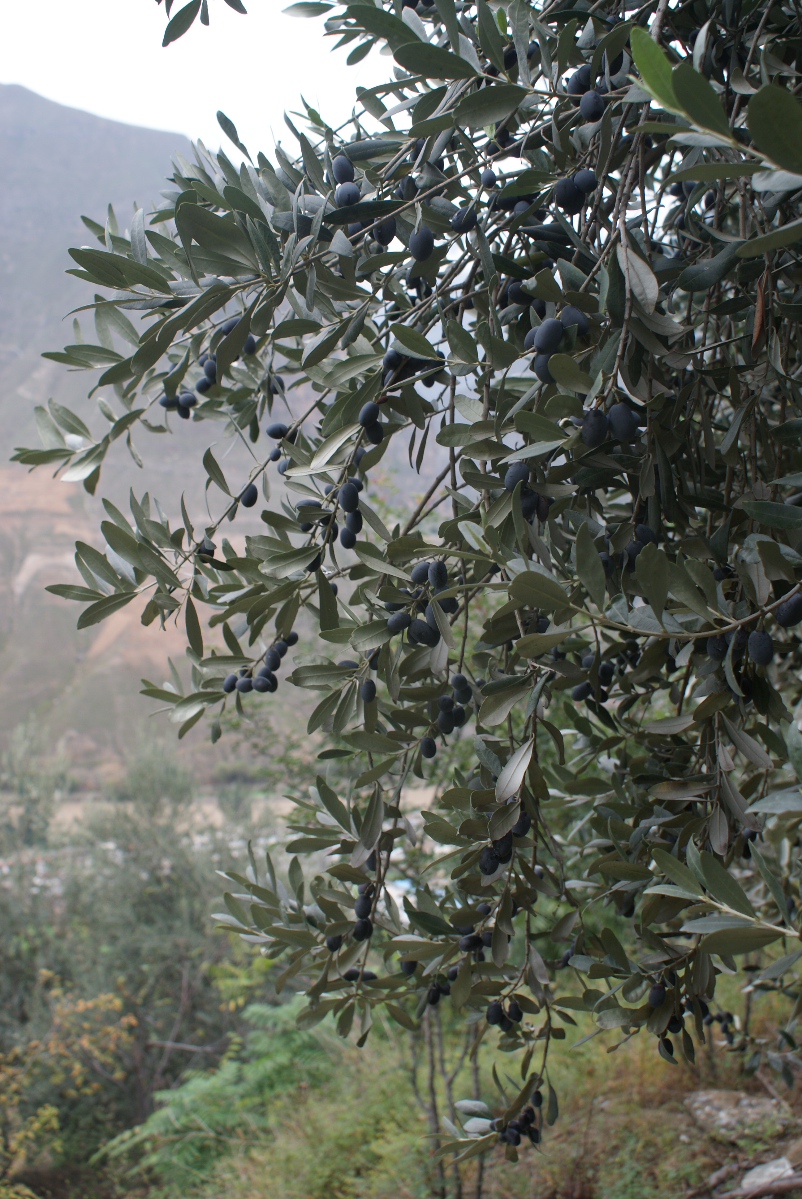 城固32号油橄榄树苗-陕西主栽油橄榄良种苗木