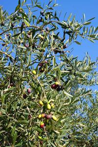 阿斯油橄欖苗木