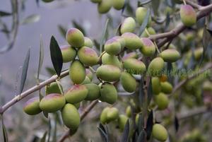 鄂植8号油橄榄苗木