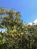 西格伊斯27原名seeger Ismai-27阿尔及利亚油橄榄良种品种苗木