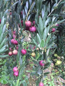 佩多靈油橄欖樹苗